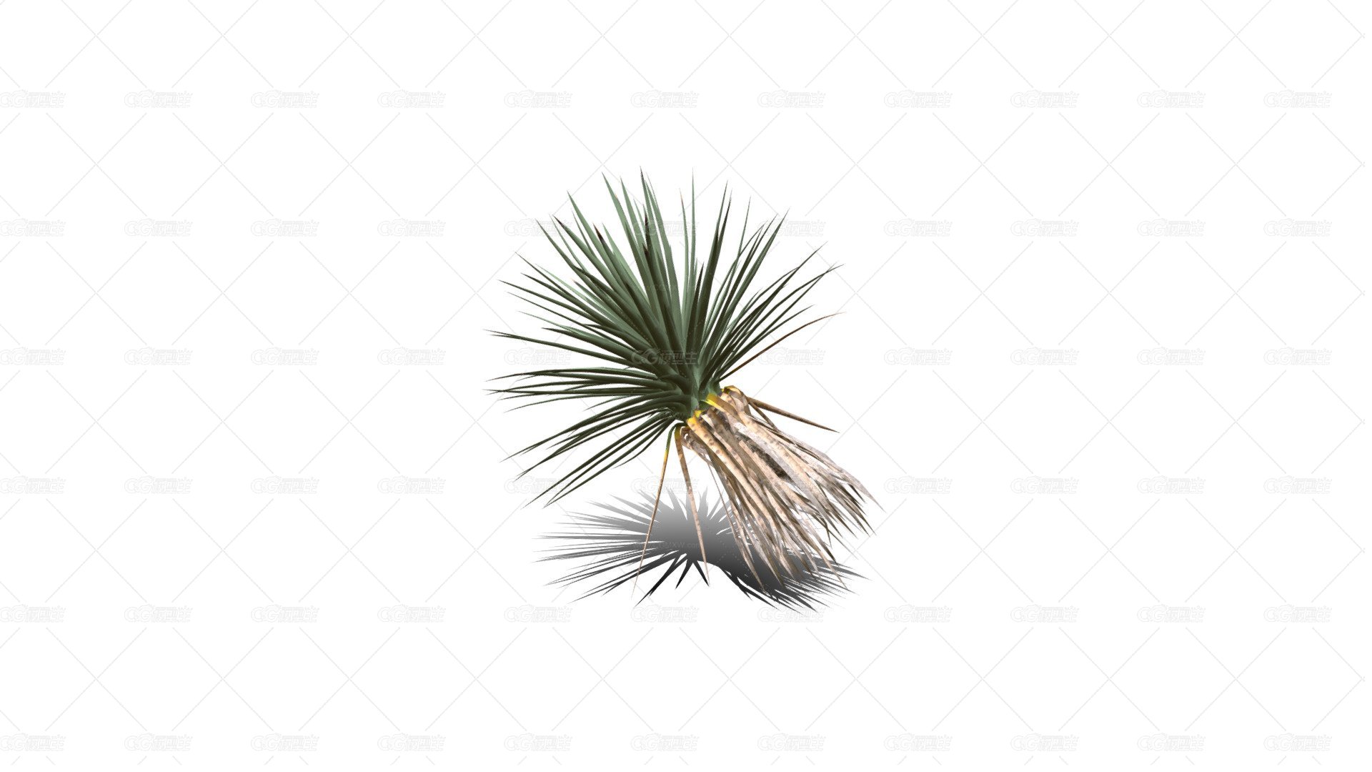 Joshua Trees 约书亚树 针叶树 短叶丝兰Yucca brevifolia树木沙漠平原植物 -1