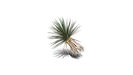 Joshua Trees 约书亚树 针叶树 短叶丝兰Yucca brevifolia树木沙漠平原植物 