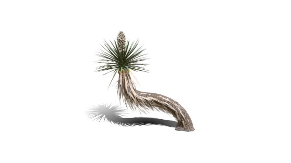 Joshua Trees 约书亚树 针叶树 短叶丝兰Yucca brevifolia树木沙漠平原植物 