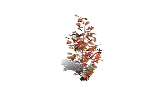 红橡树 红栎木树 落叶乔木 红橡树苗 景观树 绿化树 杉树 树苗 幼苗