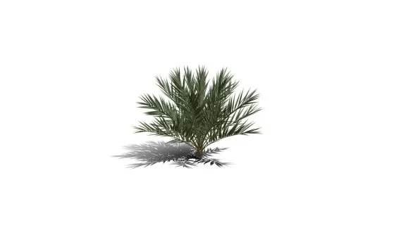 椰子树 棕树 芭蕉树 棕榈树 棕竹 香蕉树 海岛树 海滩树 树木 热带树 热带植物
