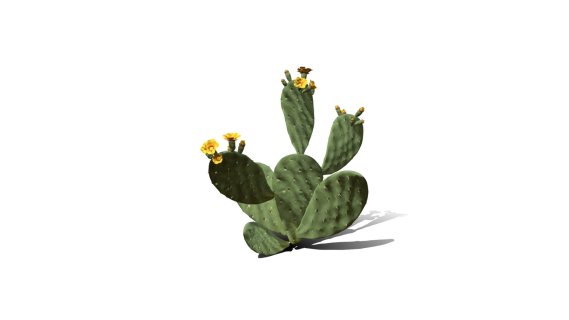 仙人掌花 沙漠植物 多肉植物 沙漠仙人掌 荒漠植物 Cactus