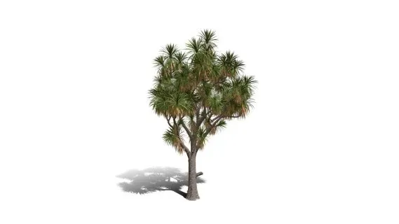 卷心菜树 非洲辣木 白菜树 药树 棕榈 针叶树