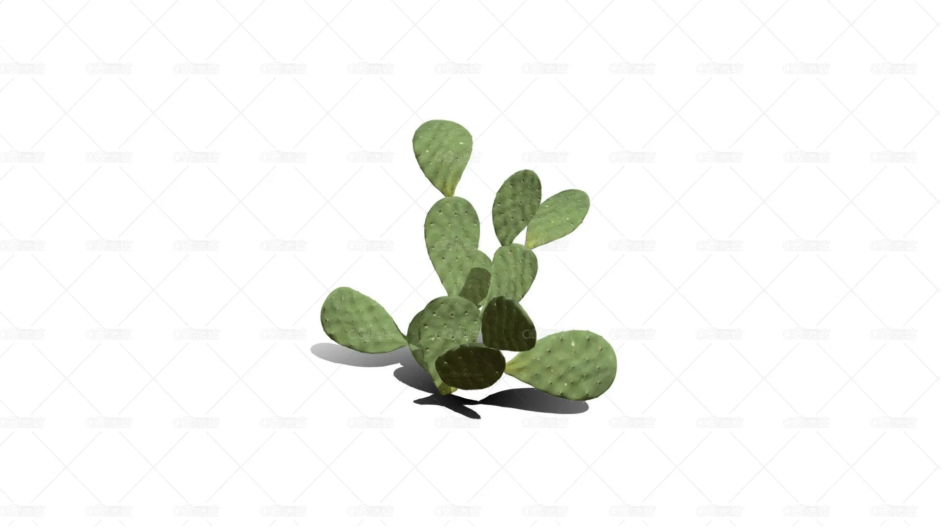 仙人掌 沙漠植物 多肉植物 沙漠仙人掌 荒漠植物 Cactus-1