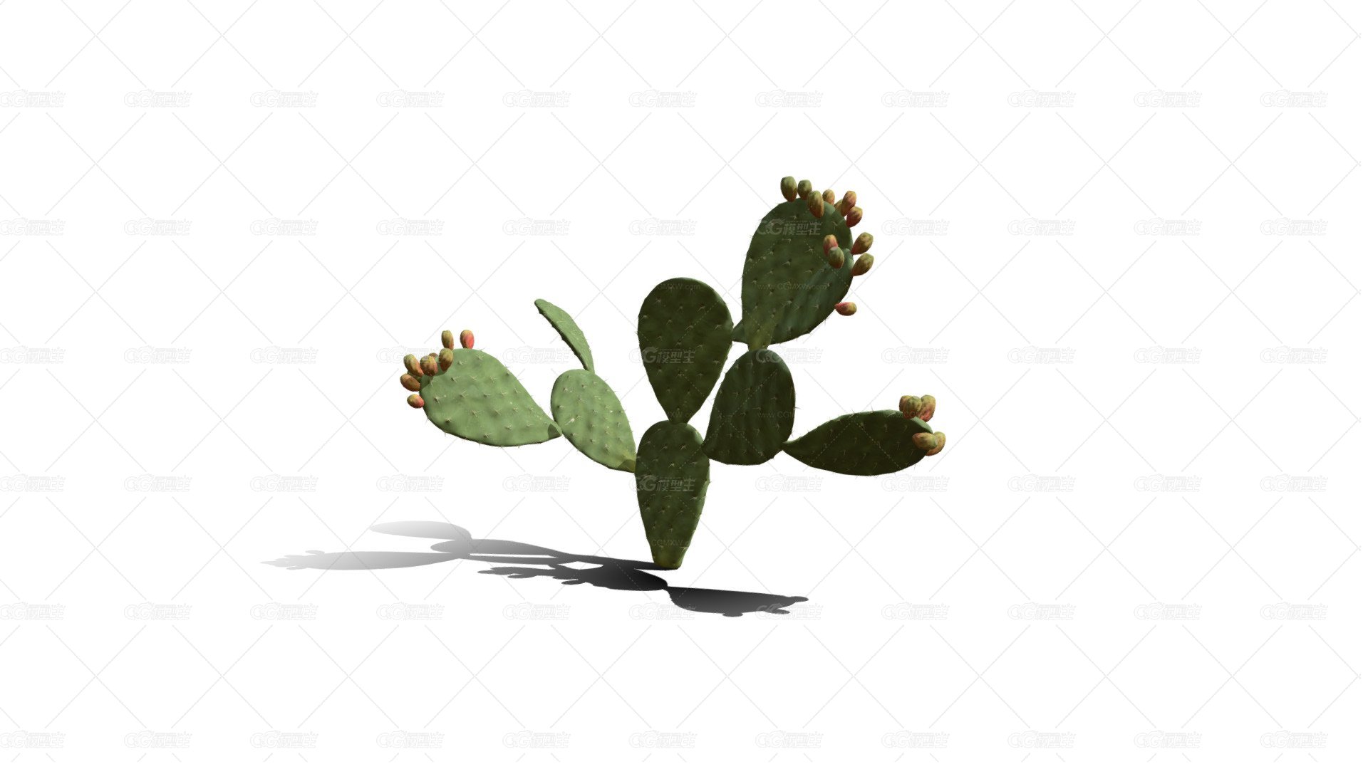 仙人掌花 沙漠植物 多肉植物 沙漠仙人掌 荒漠植物 Cactus-1