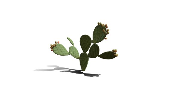 仙人掌花 沙漠植物 多肉植物 沙漠仙人掌 荒漠植物 Cactus