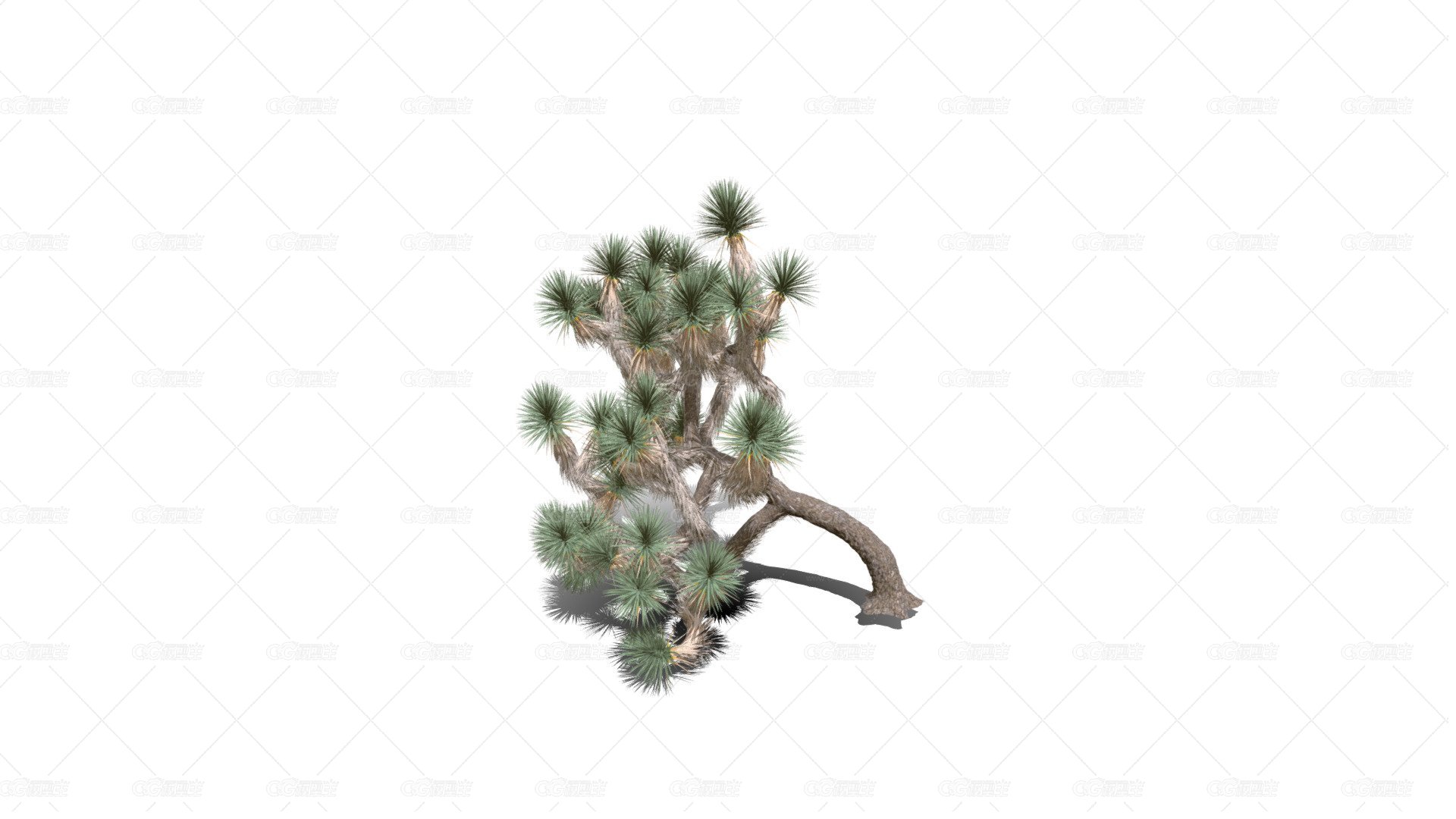 Joshua Trees 约书亚树 针叶树 短叶丝兰Yucca brevifolia树木沙漠平原植物 -1