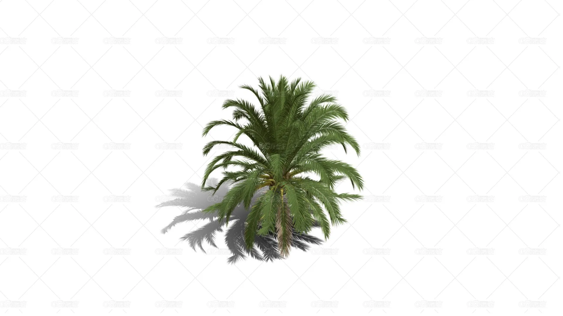 加那利海枣树 棕榈树 椰子树 长叶刺葵树 加拿利刺葵树 槟榔竹树 加拿利海枣树-1