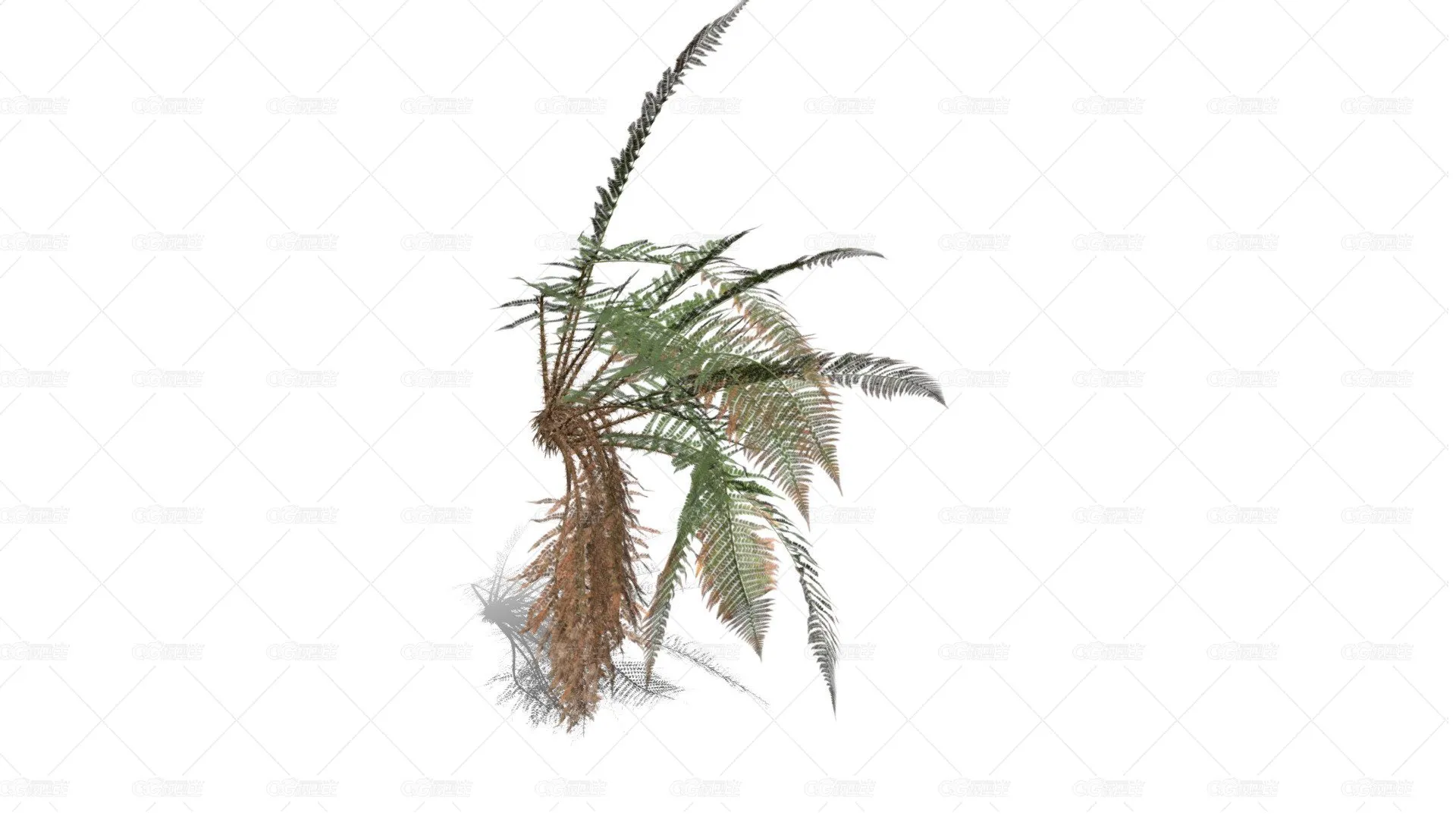  雄性蕨类 欧洲鳍毛蕨 蕨类植被 肉桂蕨 针叶植物 铁树 鳞毛蕨 蕨类植物 花草-1