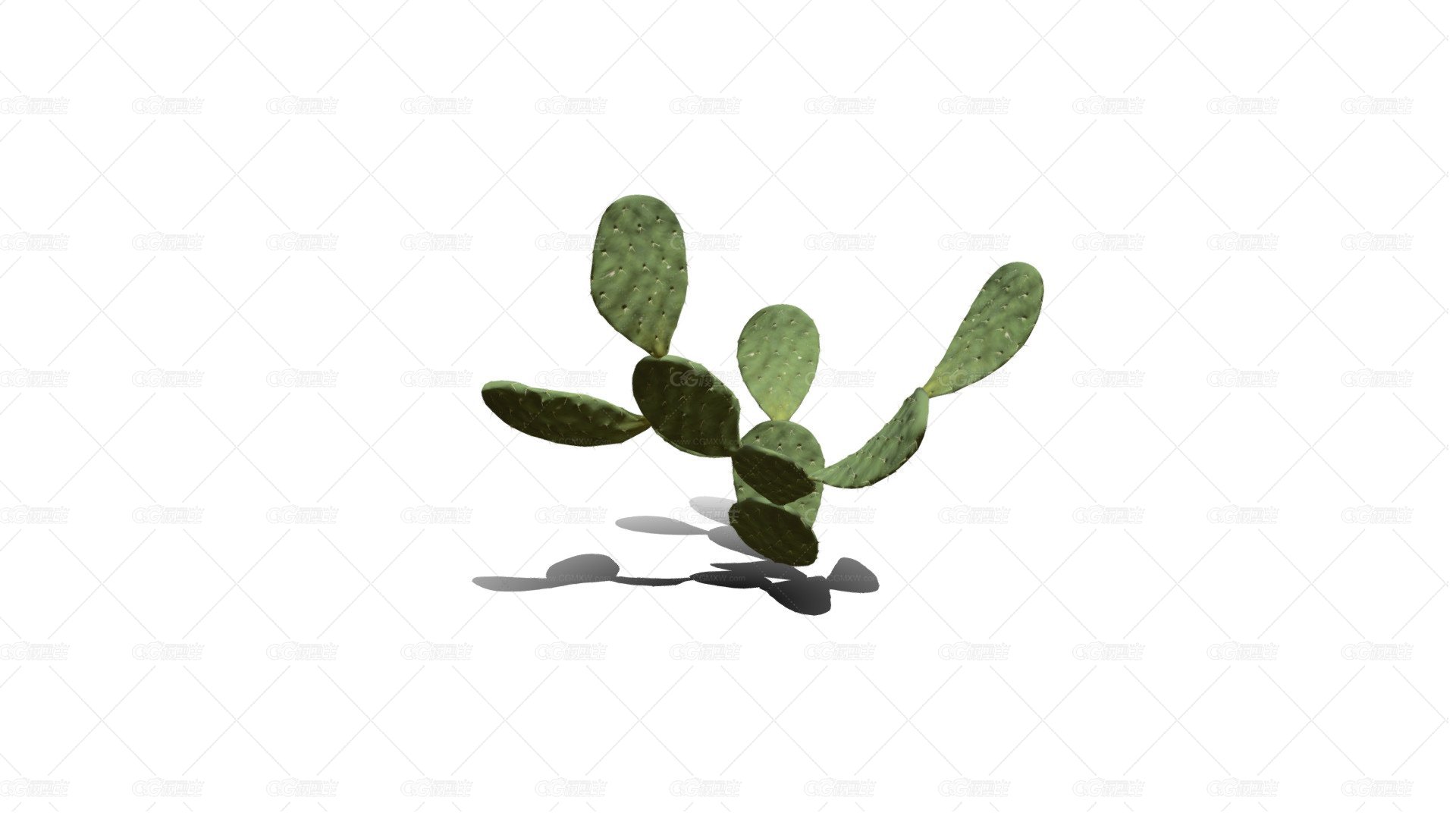 仙人掌 沙漠植物 多肉植物 沙漠仙人掌 荒漠植物 Cactus-1