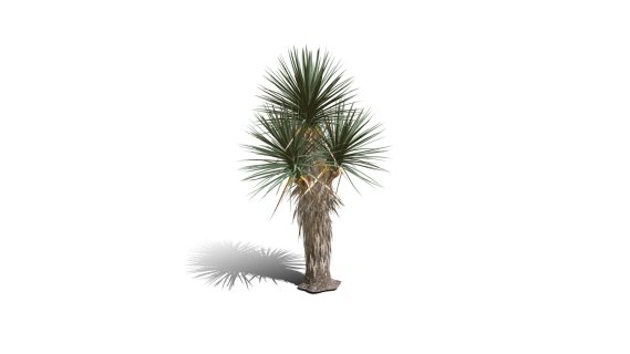 Joshua Trees 约书亚树 针叶树 短叶丝兰Yucca brevifolia树木沙漠平原植物 