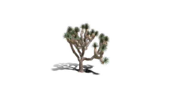 Joshua Trees 约书亚树 针叶树 短叶丝兰Yucca brevifolia树木沙漠平原植物 