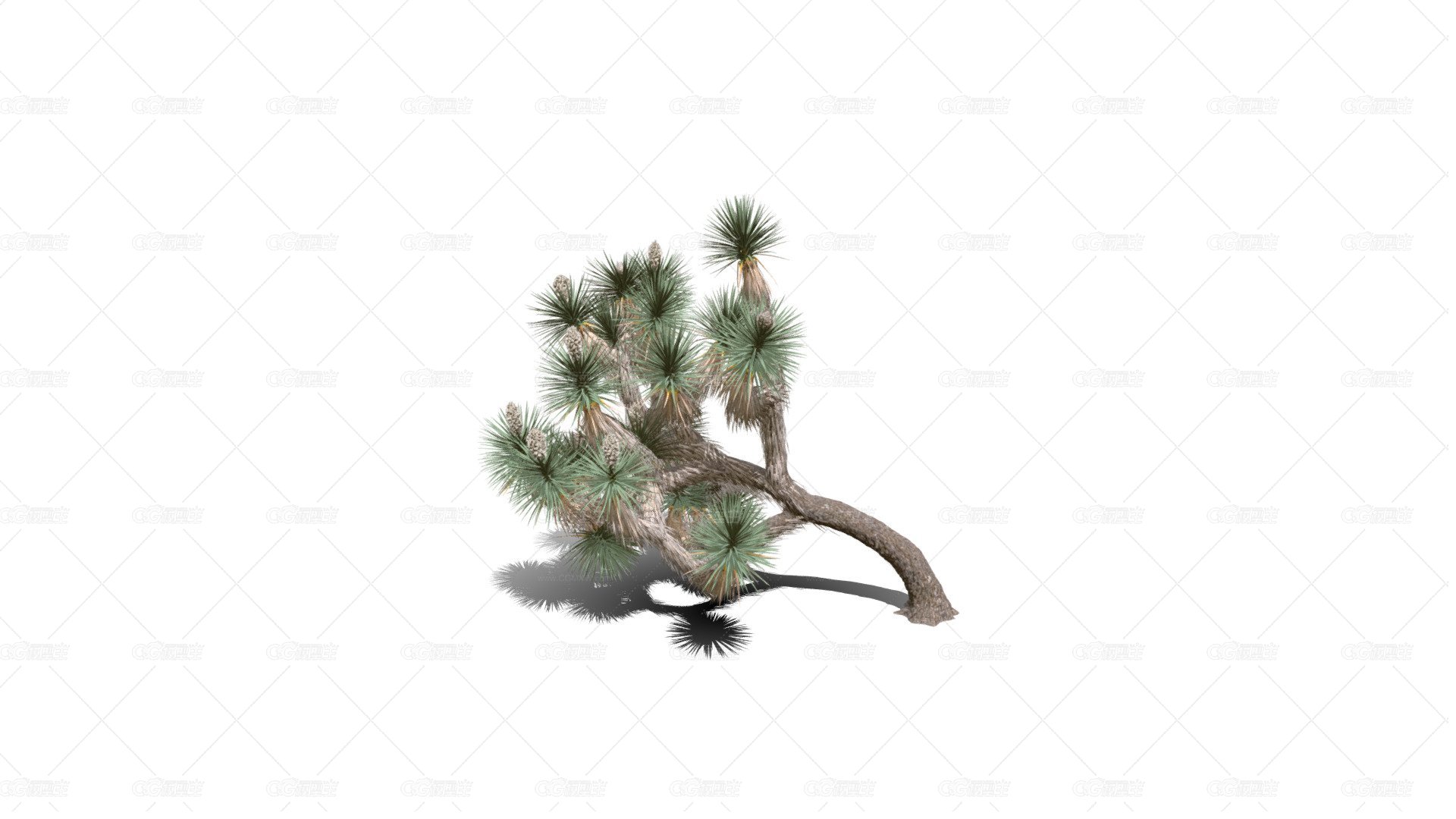 Joshua Trees 约书亚树 针叶树 短叶丝兰Yucca brevifolia树木沙漠平原植物 -1