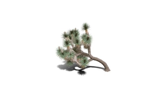 Joshua Trees 约书亚树 针叶树 短叶丝兰Yucca brevifolia树木沙漠平原植物 