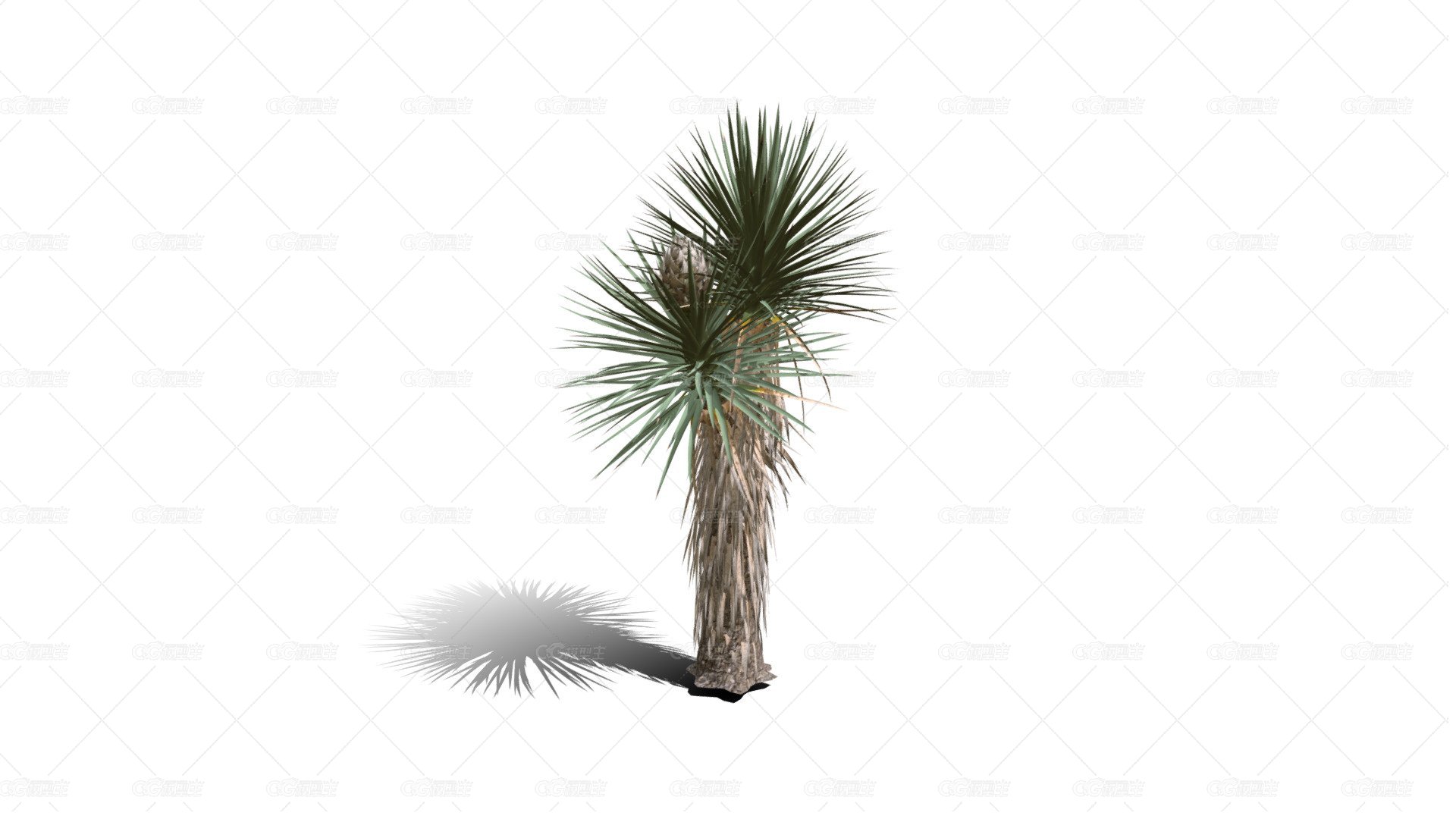 Joshua Trees 约书亚树 针叶树 短叶丝兰Yucca brevifolia树木沙漠平原植物 -1