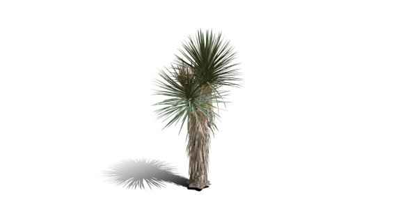 Joshua Trees 约书亚树 针叶树 短叶丝兰Yucca brevifolia树木沙漠平原植物 