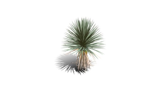 Joshua Trees 约书亚树 针叶树 短叶丝兰Yucca brevifolia树木沙漠平原植物 