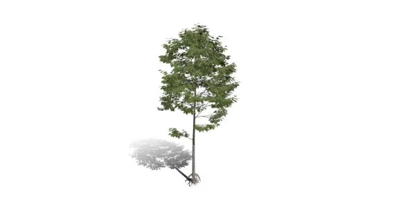 红橡树 红栎木树 落叶乔木 红橡树苗 景观树 绿化树 杉树 树苗 幼苗