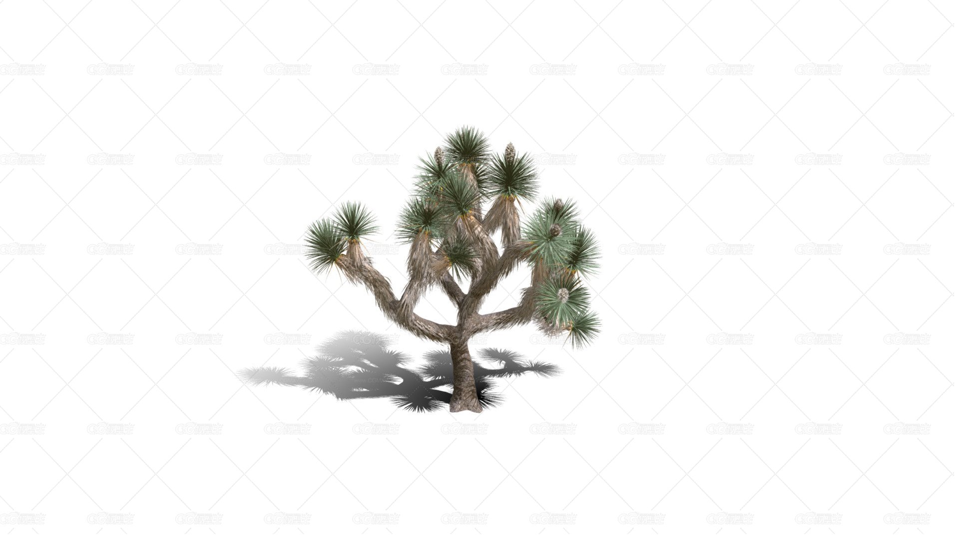 Joshua Trees 约书亚树 针叶树 短叶丝兰Yucca brevifolia树木沙漠平原植物 -1