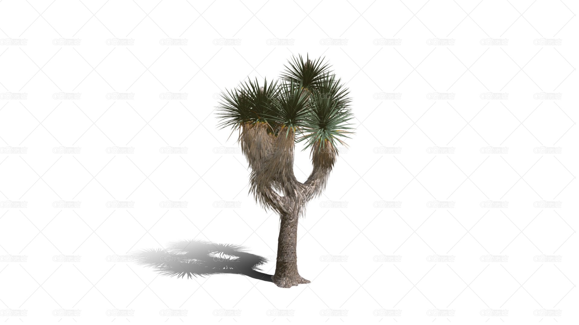 Joshua Trees 约书亚树 针叶树 短叶丝兰Yucca brevifolia树木沙漠平原植物 -1