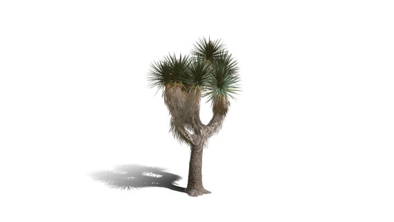 Joshua Trees 约书亚树 针叶树 短叶丝兰Yucca brevifolia树木沙漠平原植物 