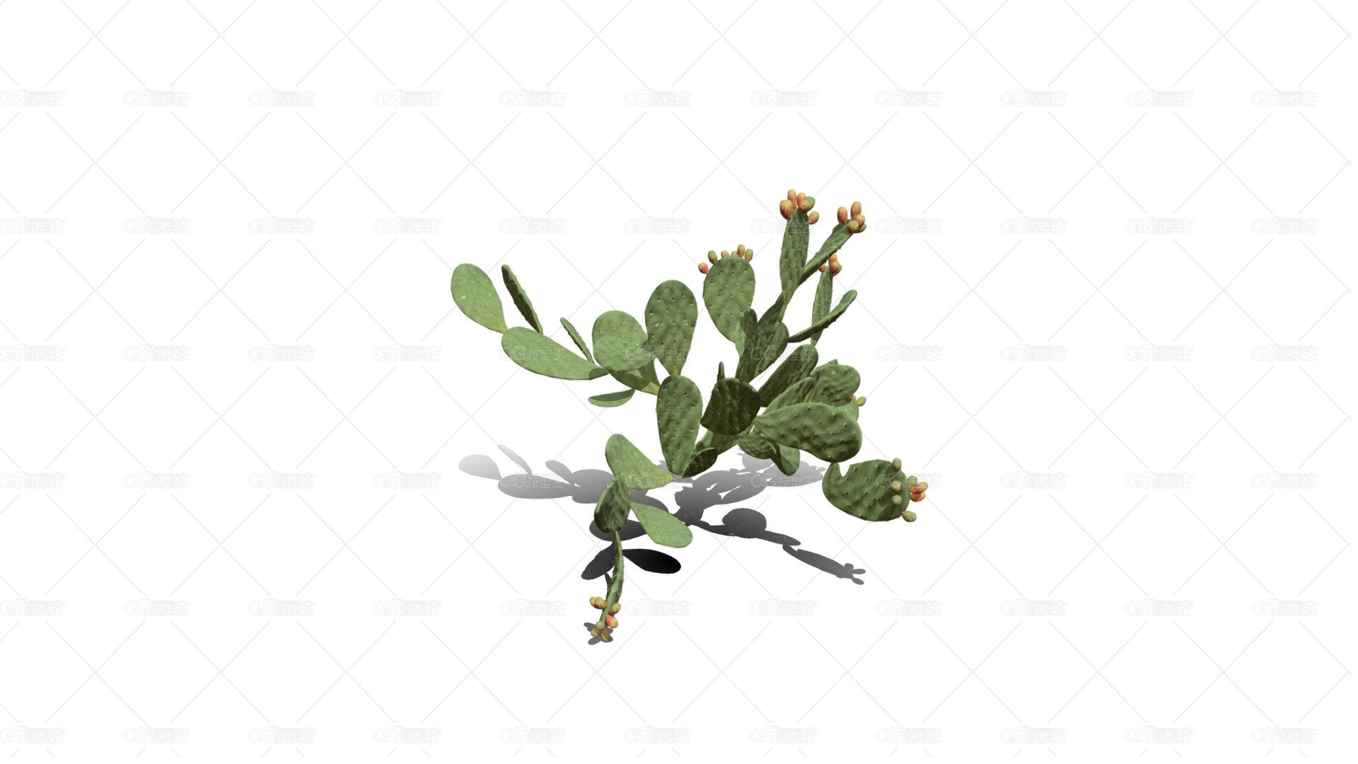 仙人掌 沙漠植物 多肉植物 沙漠仙人掌 荒漠植物 Cactus-1