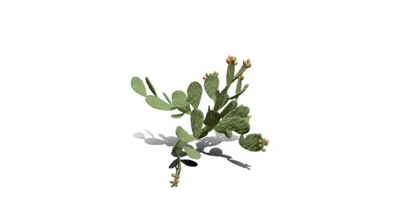 仙人掌 沙漠植物 多肉植物 沙漠仙人掌 荒漠植物 Cactus