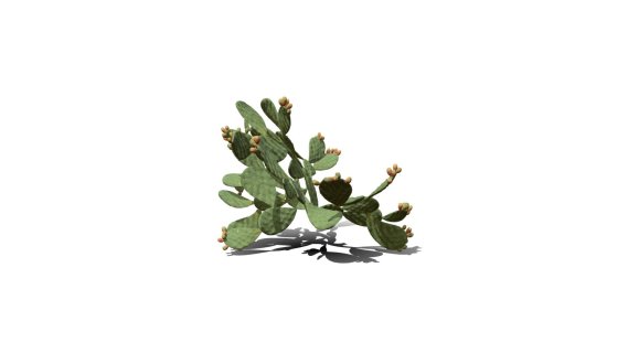 仙人掌花 沙漠植物 多肉植物 沙漠仙人掌 荒漠植物 Cactus