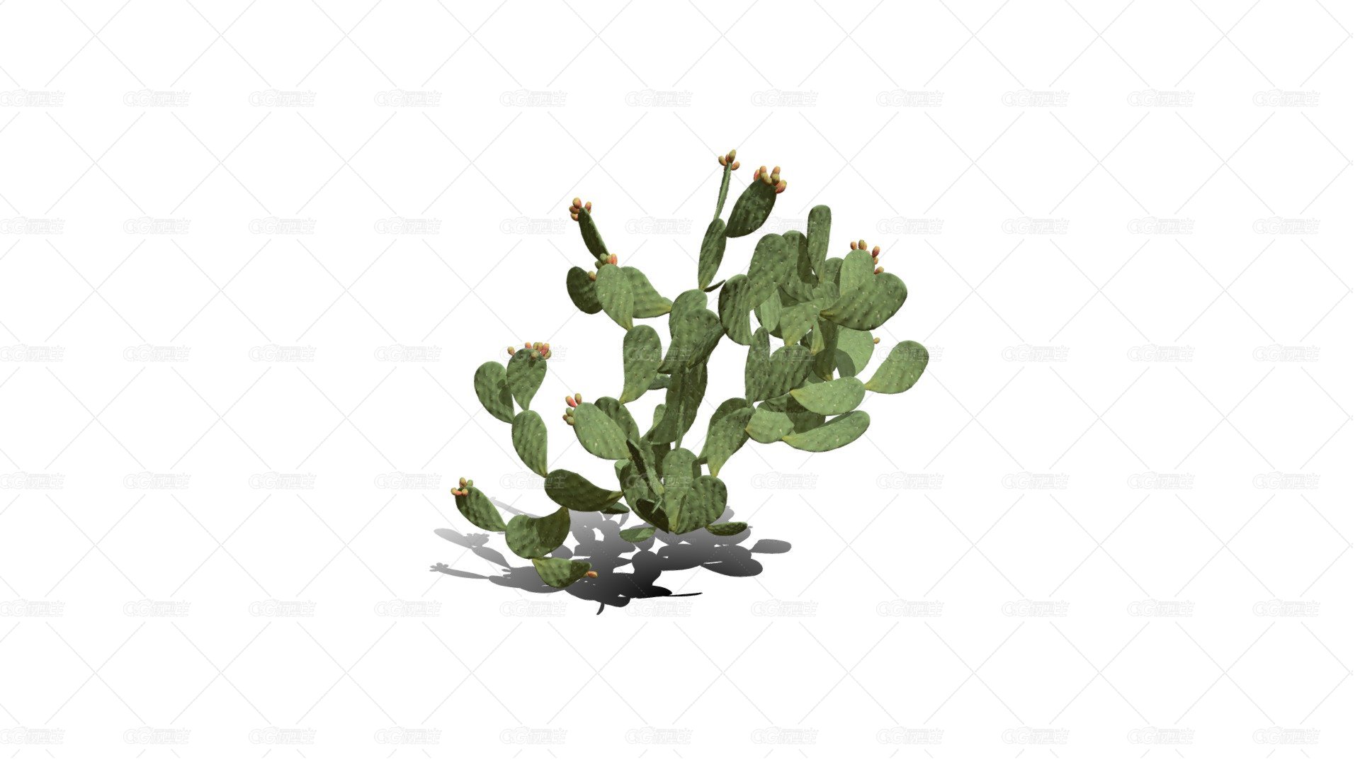 仙人掌 沙漠植物 多肉植物 沙漠仙人掌 荒漠植物 Cactus-1