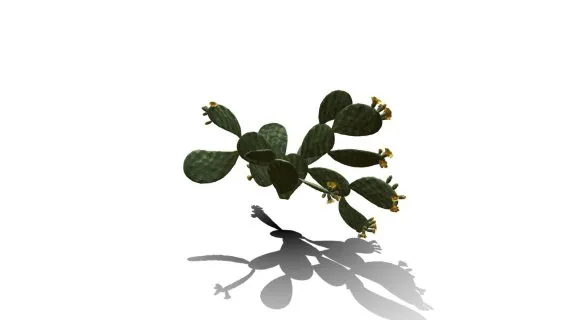 仙人掌花 沙漠植物 多肉植物 沙漠仙人掌 荒漠植物 Cactus