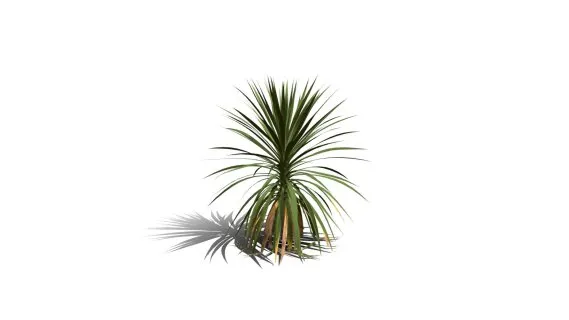 卷心菜树 非洲辣木 白菜树 药树 棕榈 针叶树