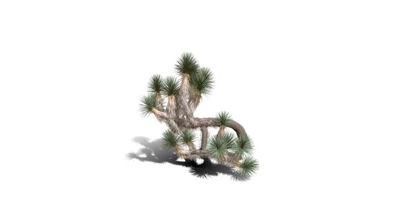 Joshua Trees 约书亚树 针叶树 短叶丝兰Yucca brevifolia树木沙漠平原植物 