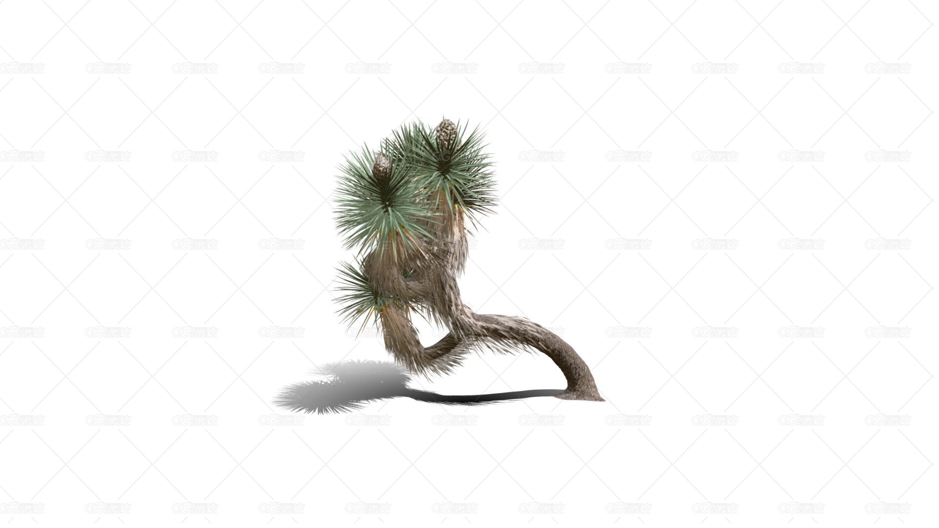 Joshua Trees 约书亚树 针叶树 短叶丝兰Yucca brevifolia树木沙漠平原植物 -1