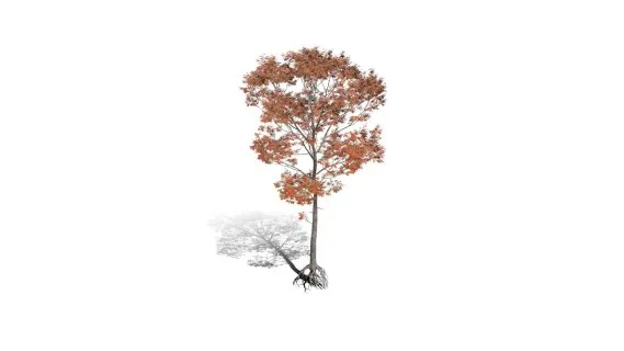 红橡树 红栎木树 落叶乔木 红橡树苗 景观树 绿化树 杉树 树苗 幼树