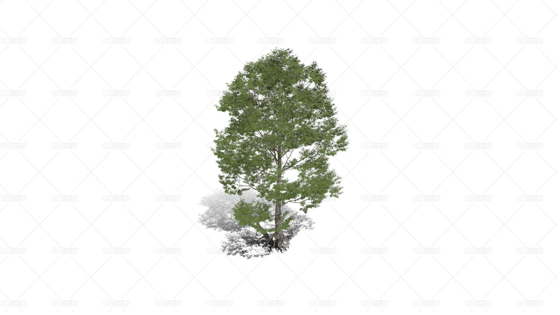 红橡树 红栎木树 落叶乔木 红橡树苗 景观树 绿化树 杉树-1