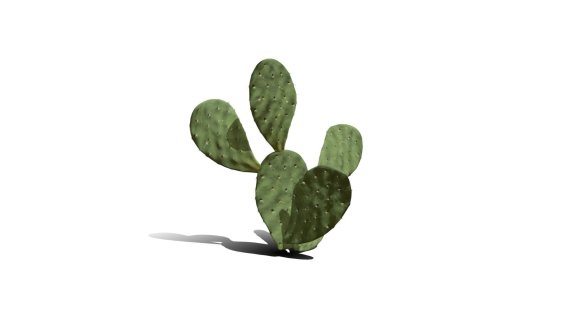 仙人掌 沙漠植物 多肉植物 沙漠仙人掌 荒漠植物 Cactus