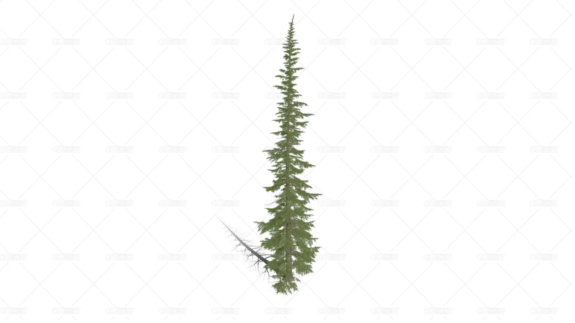 山地铁杉树 松树 乔木 植物树木 针叶树 针叶松 小树 杉树 冬季树 雪松 松柏-1