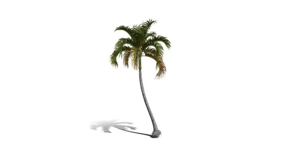 棕榈树 热带树 热带植物 热带灌木 棕榈树 花草树木 椰子树 椰树 摈榔树