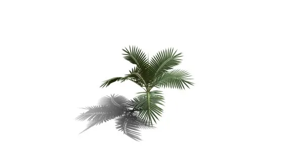 棕榈树 热带树 热带植物 热带灌木 棕榈树 花草树木 椰子树 椰树 槟榔树