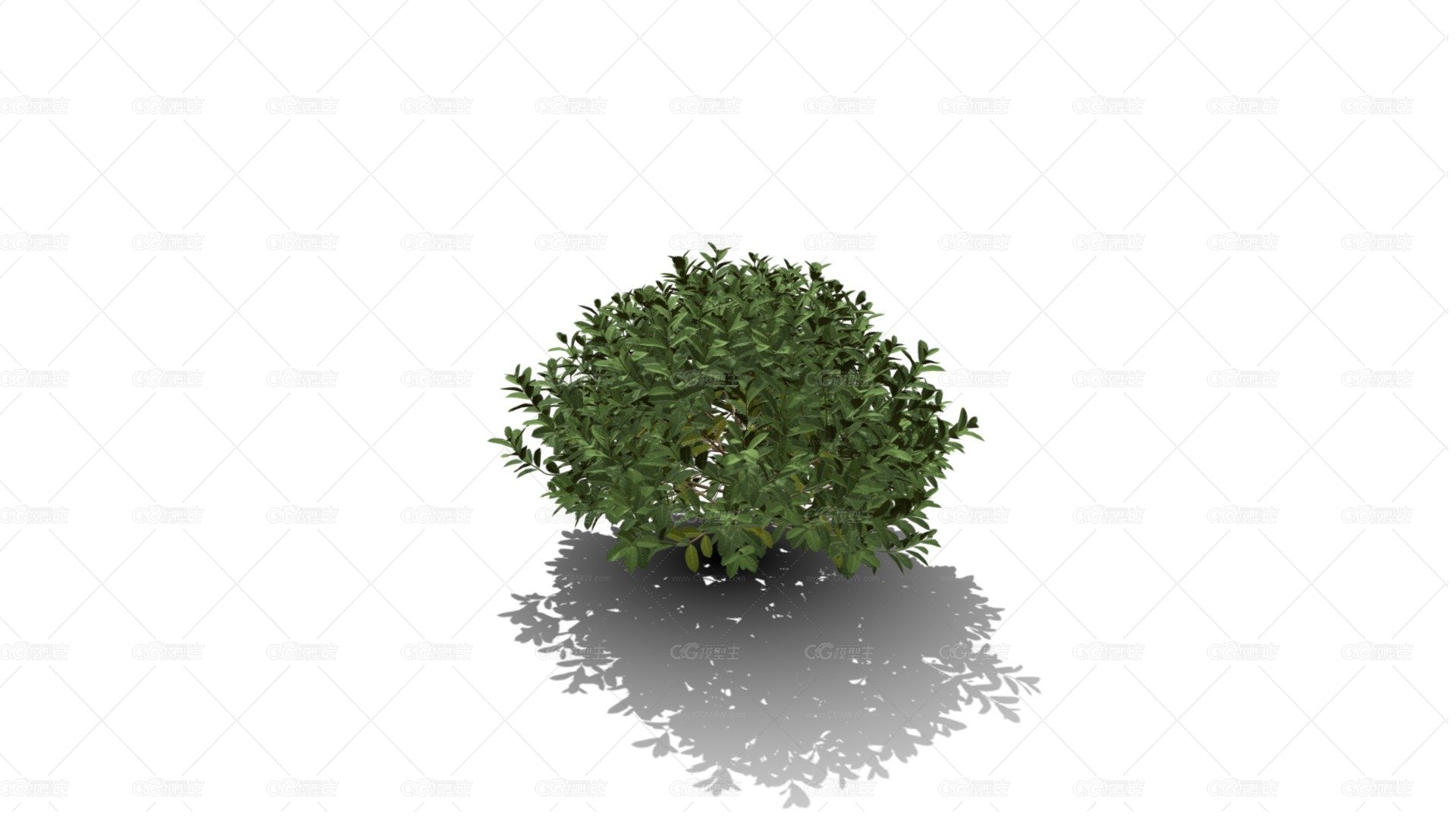 花卉灌木 天竺葵花 草本植物 洋绣球 入腊红 石腊红 日烂红 洋葵 驱蚊草花树-1
