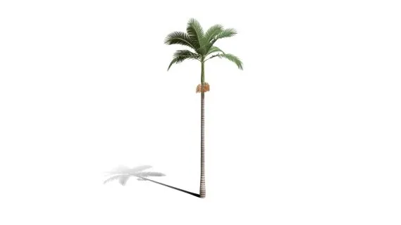 棕榈树 热带树 热带植物 热带灌木 棕榈树 花草树木 椰子树 椰树 槟榔树