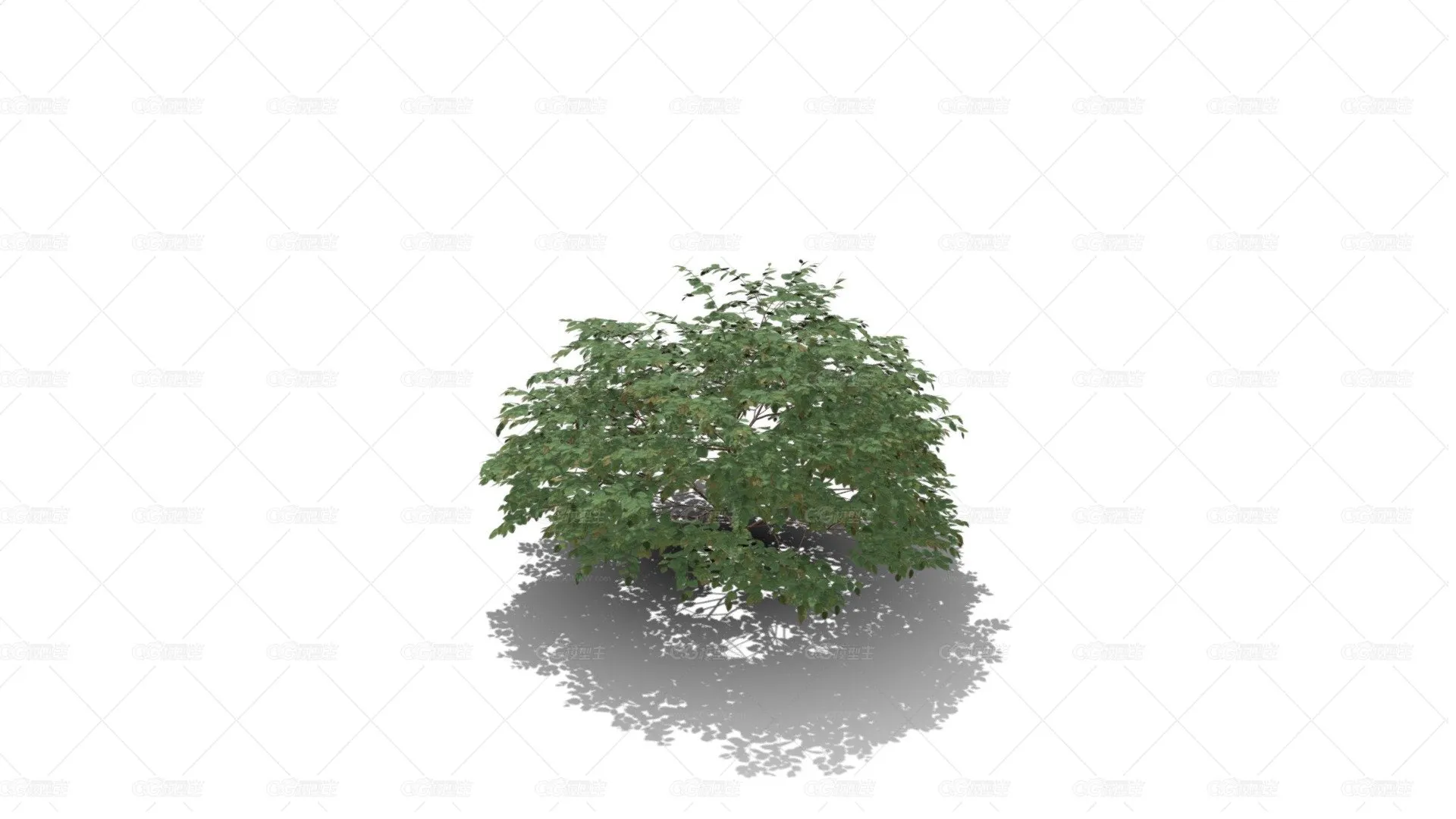 花卉灌木 天竺葵花 草本植物 洋绣球 入腊红 石腊红 日烂红 洋葵 驱蚊草花树-1