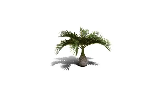 椰子树 棕树 芭蕉树 棕榈树 棕竹 香蕉树 海岛树 海滩树 树木 热带树 热带植物