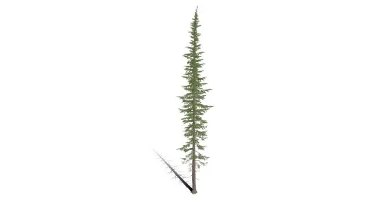 山地铁杉树 松树 乔木 植物树木 针叶树 针叶松 小树 杉树 冬季树 雪松 松柏