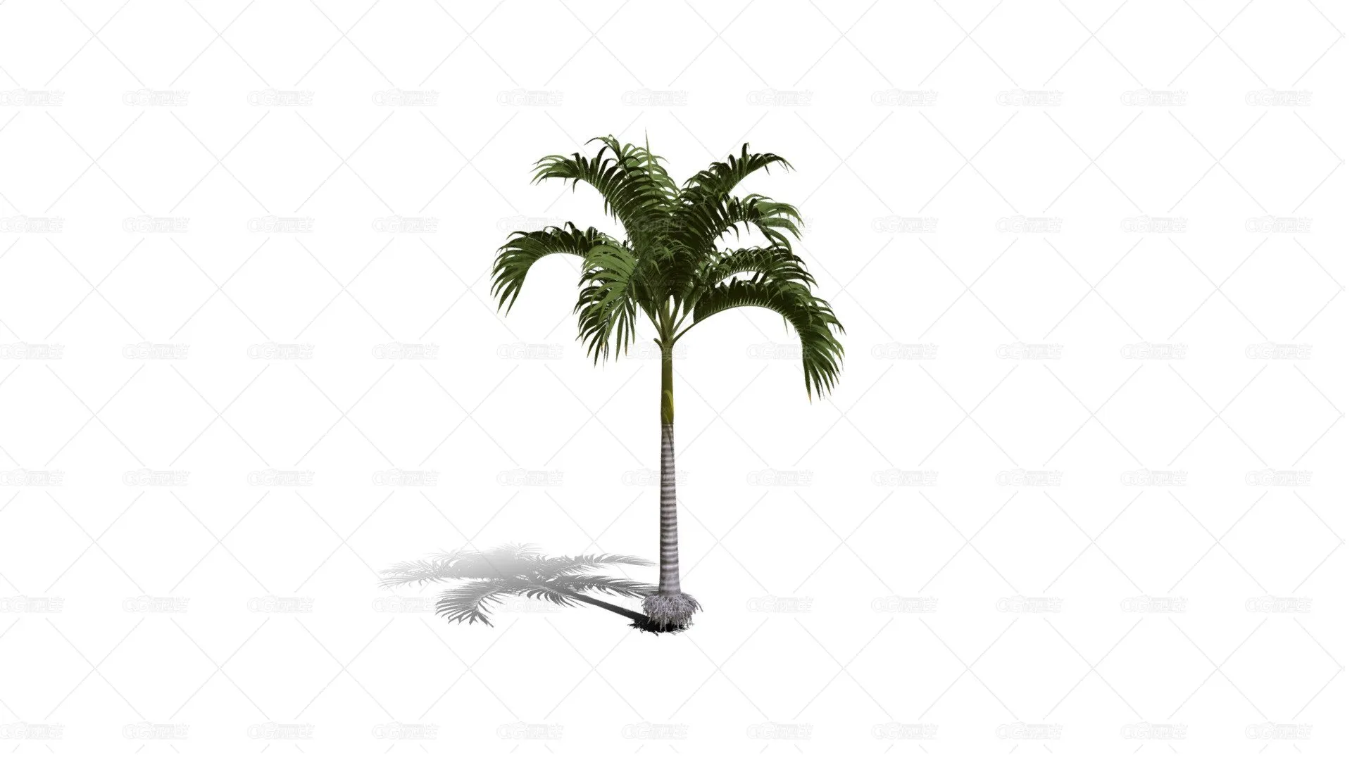 棕榈树 热带树 热带植物 热带灌木 棕榈树 花草树木 椰子树 椰树 摈榔树-1