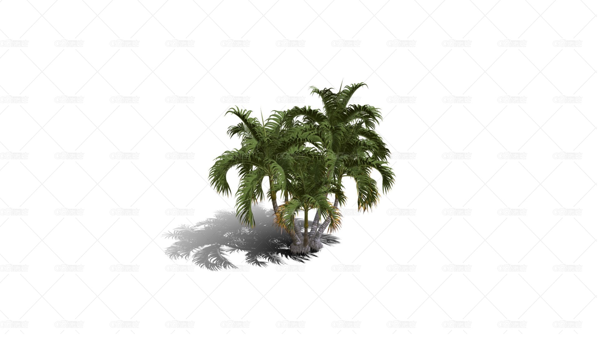 棕榈树 热带树 热带植物 热带灌木 棕榈树 花草树木 椰子树 椰树 摈榔树-1