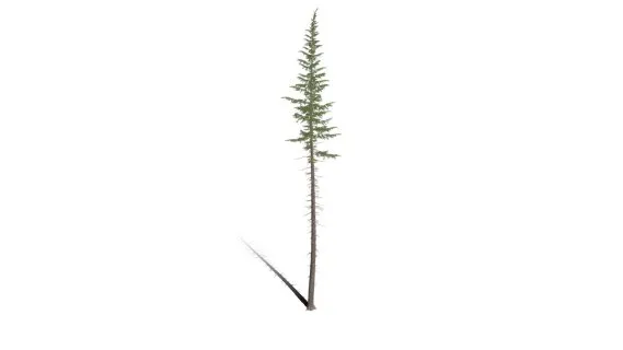 山地铁杉树 松树 乔木 植物树木 针叶树 针叶松 小树 杉树 冬季树 雪松 松柏