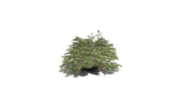 花卉灌木 天竺葵花 草本植物 洋绣球 入腊红 石腊红 日烂红 洋葵 驱蚊草花树