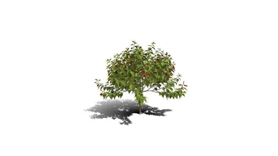 现代树 开花树 景观灌木树 绿叶树 花树 锦葵目 梧桐科 树木 花草植物 乔木 