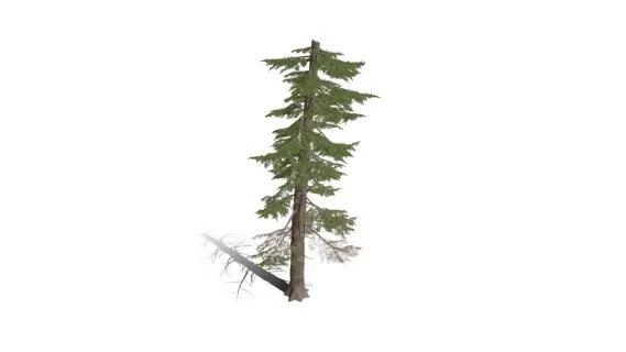 山地铁杉树 松树 乔木 植物树木 针叶树 针叶松 小树 杉树 冬季树 雪松 松柏